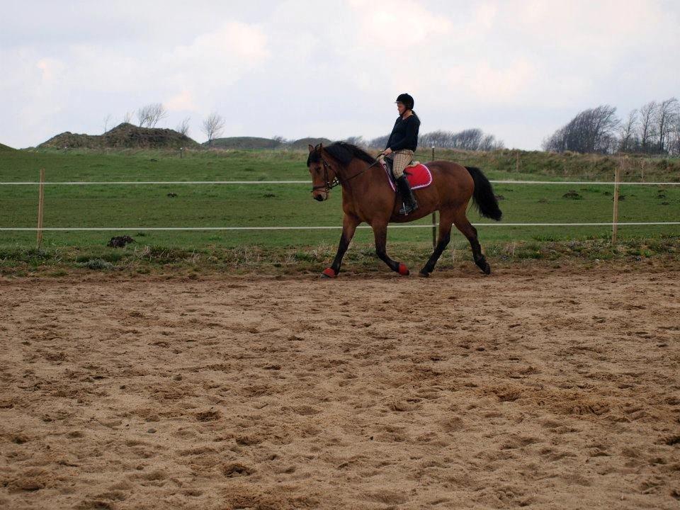 Dansk Varmblod tiffani billede 20