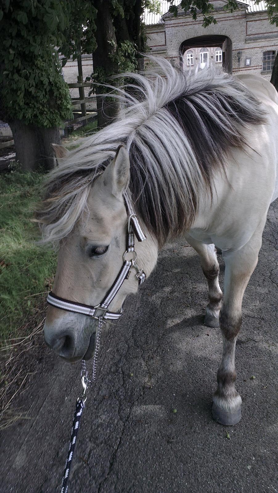 Fjordhest Saga - en lille gå tur billede 2