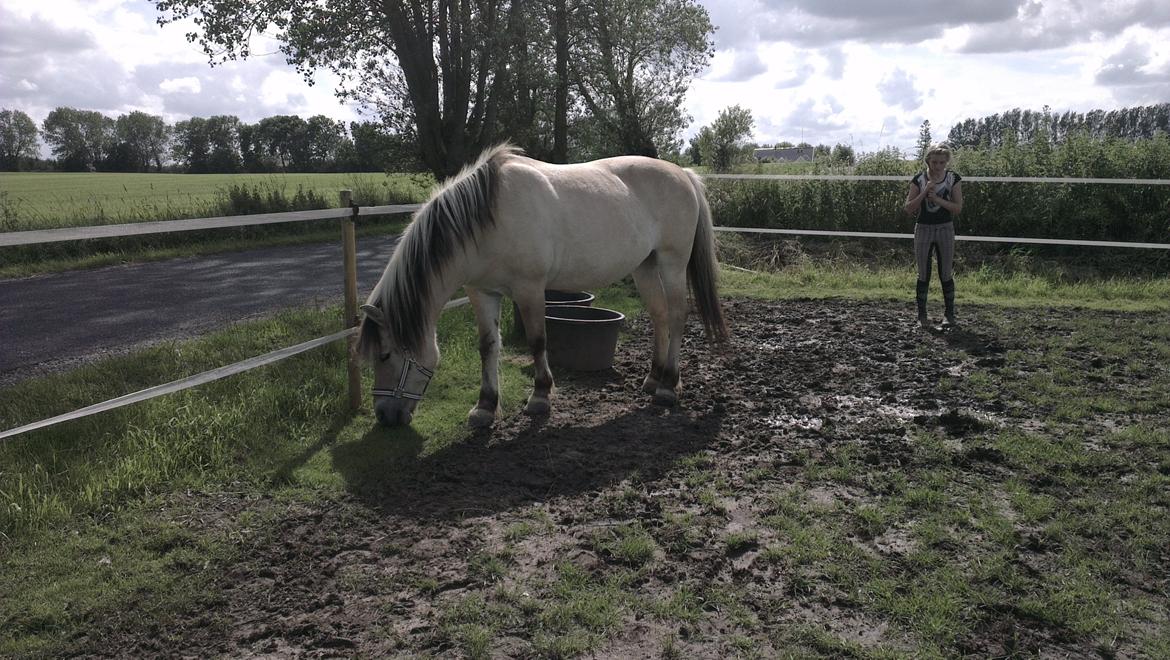 Fjordhest Saga - Lige lidt græs skader ikke vel? billede 3