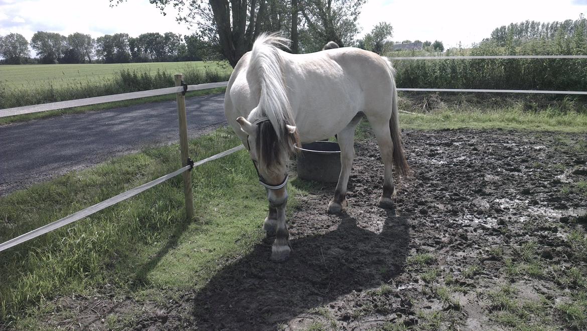 Fjordhest Saga - jeg tror jeg vil finde noget nyt græs billede 4
