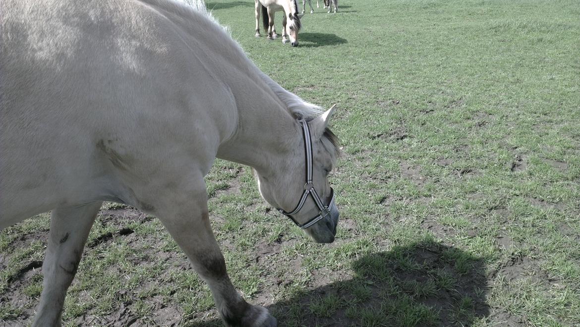 Fjordhest Saga billede 5