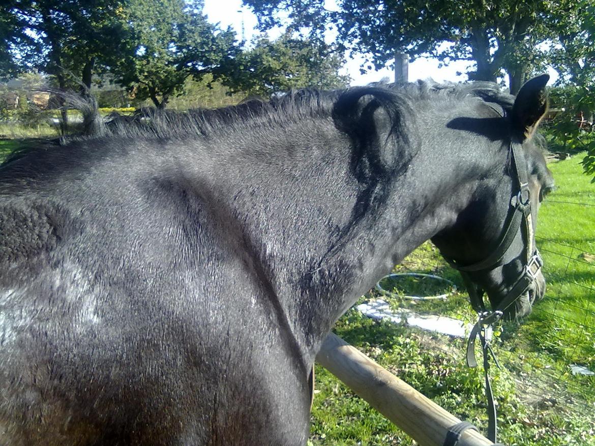 DSP A'kadur A Egelykken -Savnet- billede 4