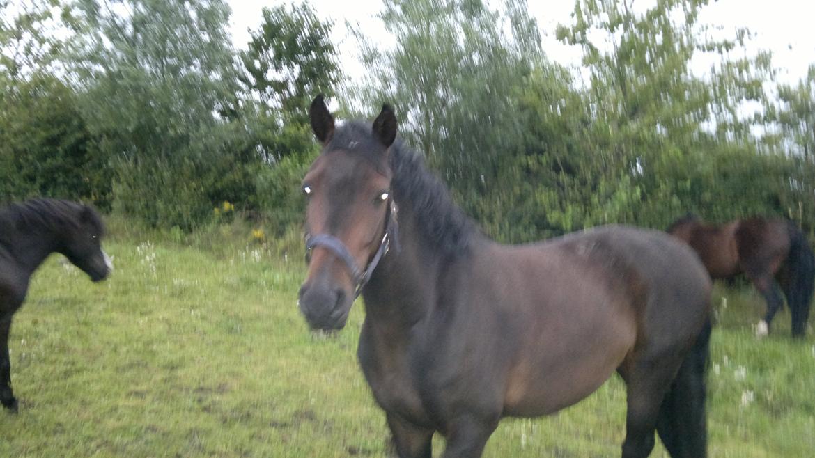 DSP A'kadur A Egelykken -Savnet- billede 5