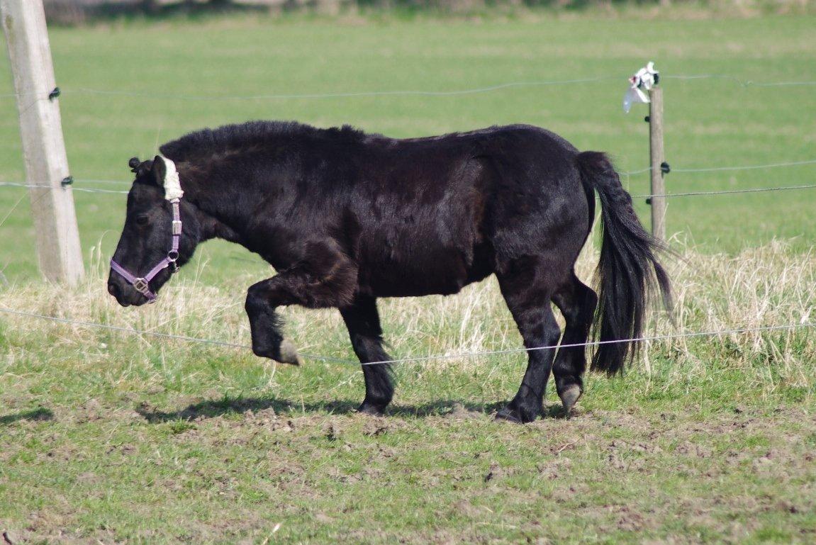 Shetlænder Constantin - Bryder gennem hegnet, forår 2012 billede 11