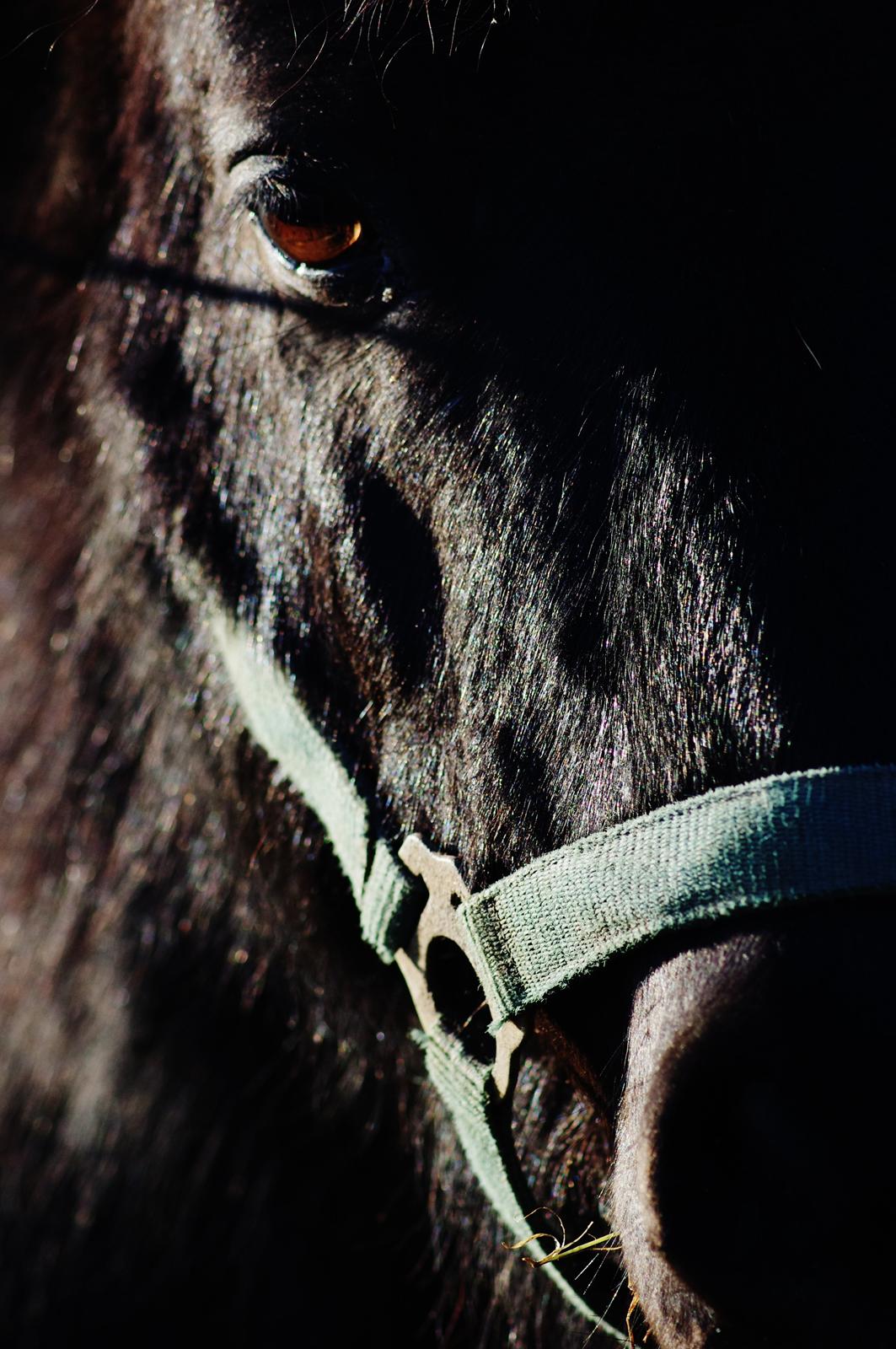 Shetlænder Constantin - Vinter 2012 billede 13