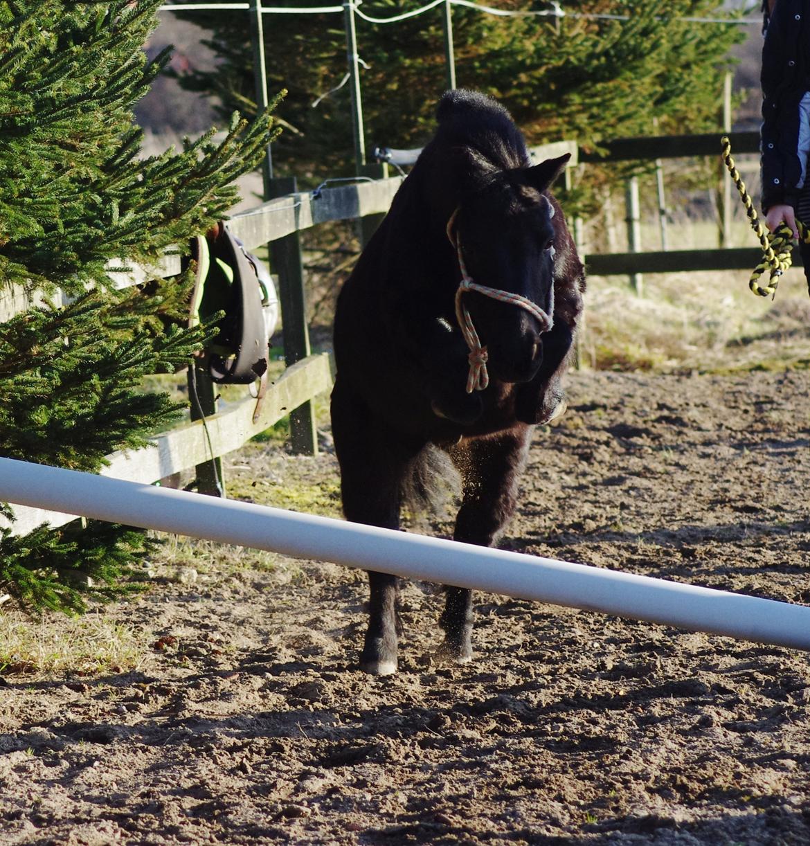 Shetlænder Constantin - Løsspring, forår 2012 billede 15
