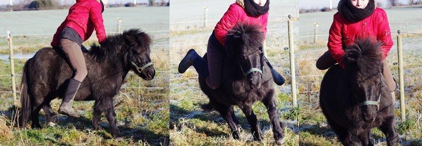Shetlænder Constantin - vildhesti, vinter 2012 billede 16