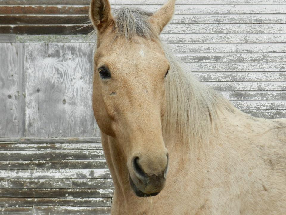 Anden særlig race ricky billede 4