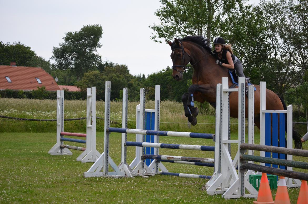 Westfaler Rebell 406 billede 11