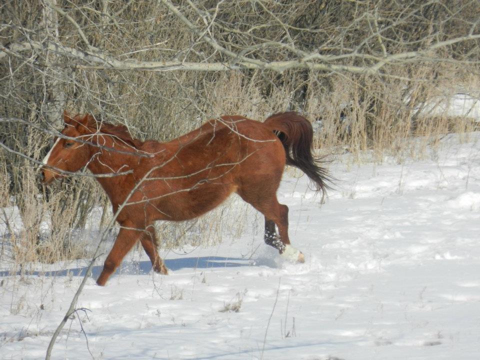 Anden særlig race Racing star billede 1