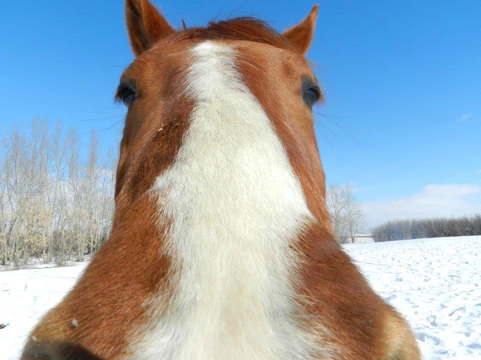 Anden særlig race Racing star billede 2