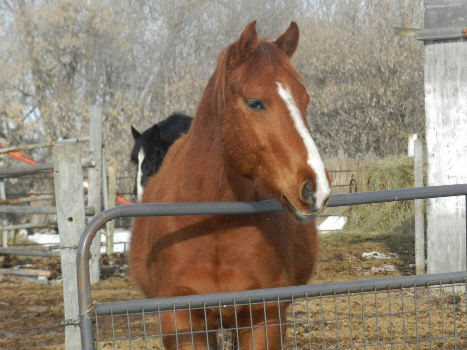 Anden særlig race Racing star billede 4