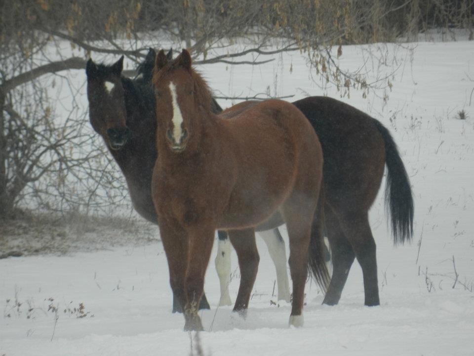 Anden særlig race Racing star billede 5