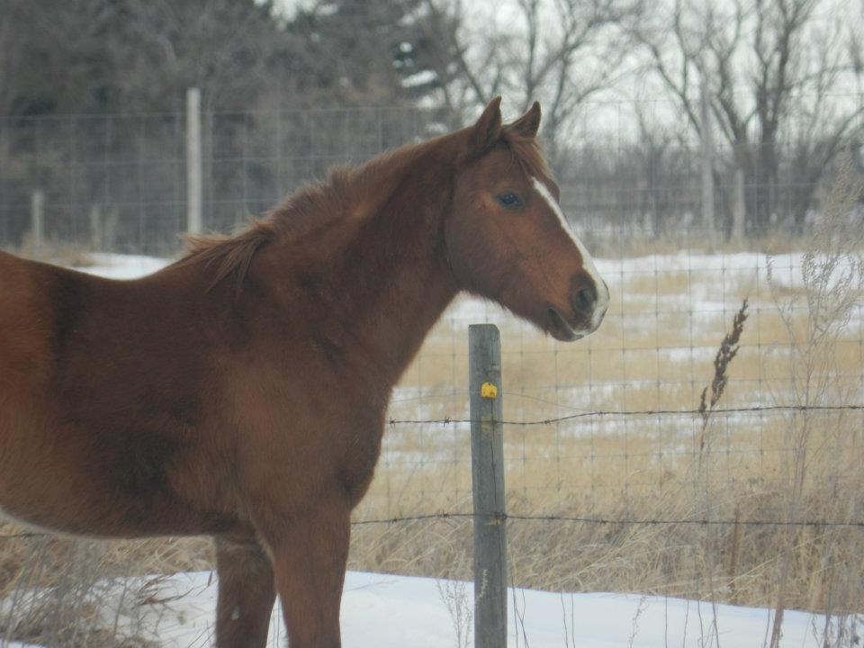 Anden særlig race Racing star billede 6