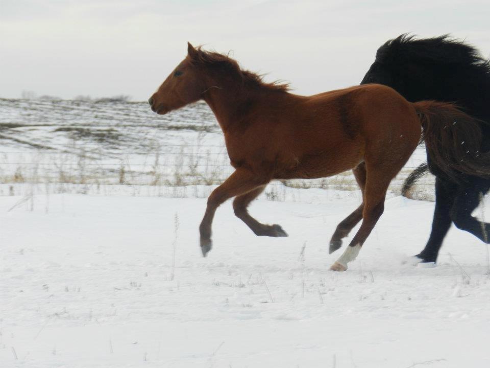 Anden særlig race Racing star billede 7