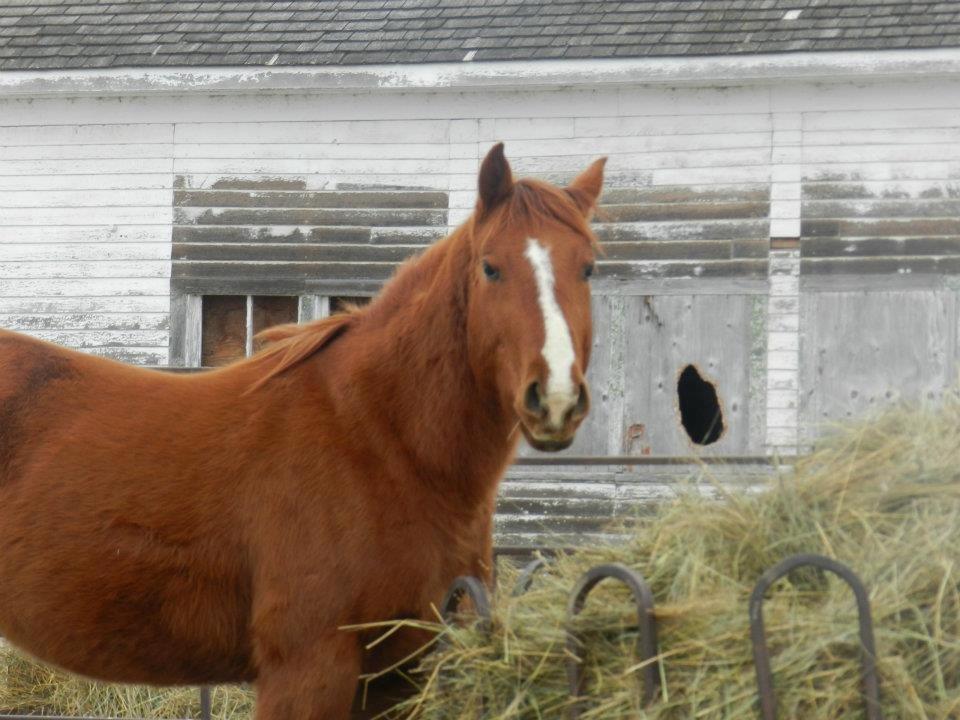 Anden særlig race Racing star billede 8
