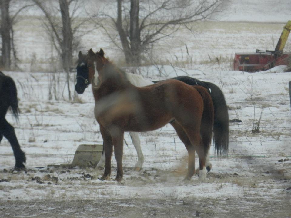 Anden særlig race Racing star billede 9