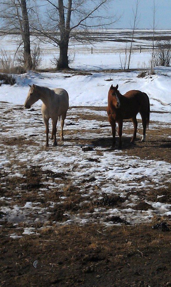 Anden særlig race Racing star billede 10