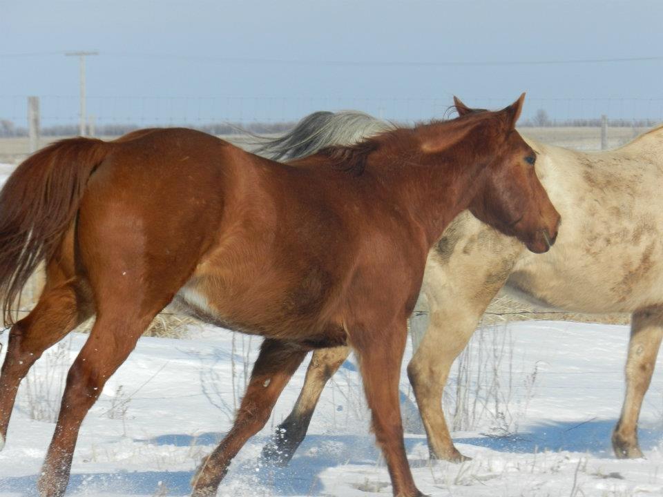 Anden særlig race Racing star billede 11