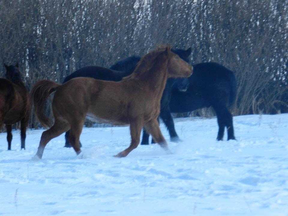 Anden særlig race Racing star billede 12