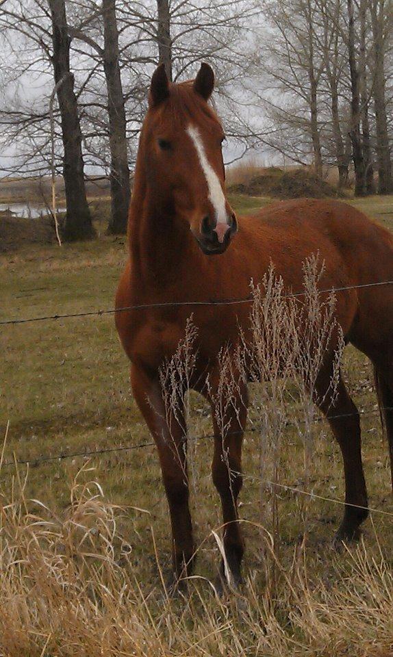 Anden særlig race Racing star billede 13