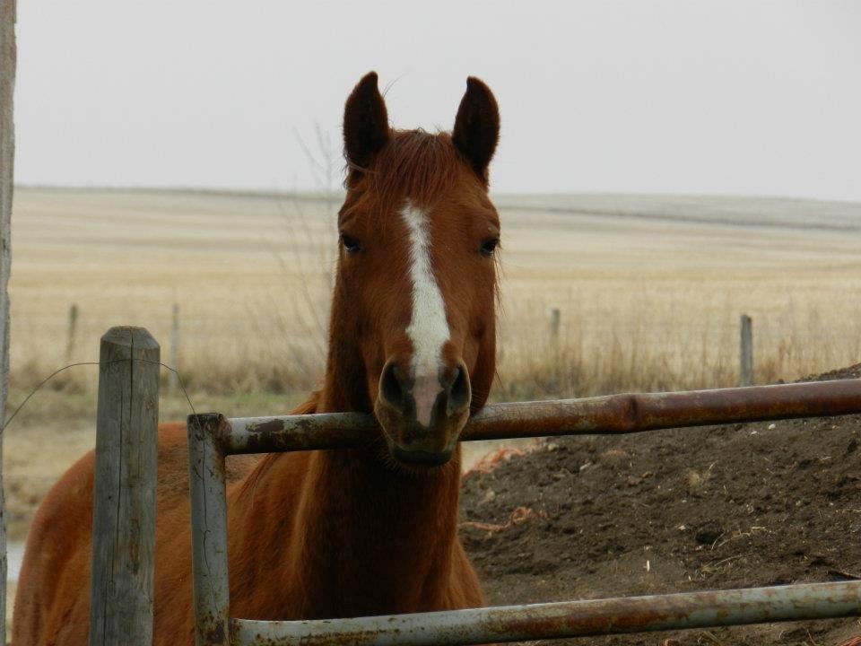 Anden særlig race Racing star billede 14