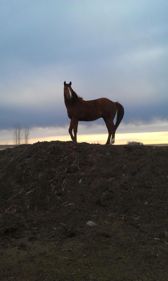 Anden særlig race Racing star - Der findes ikkenoget bedre end dig min dreng  billede 15