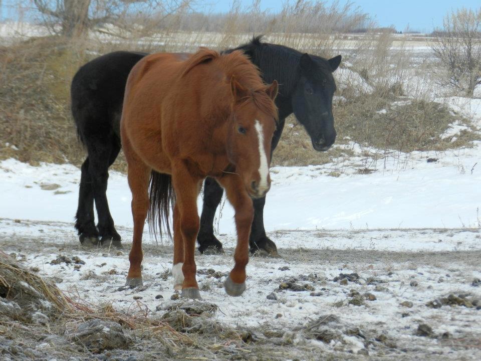 Anden særlig race Racing star billede 16