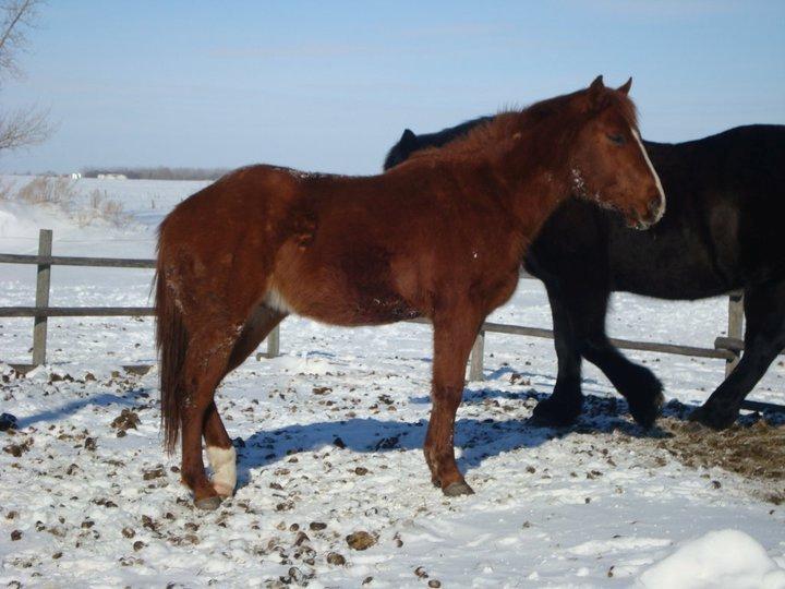 Anden særlig race Racing star billede 17