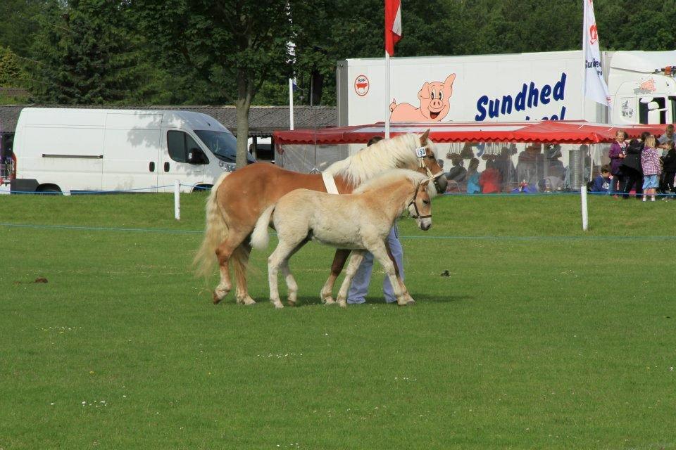 Haflinger Appell Lindegaard solgt - det fynske dyreskue 2012 billede 15