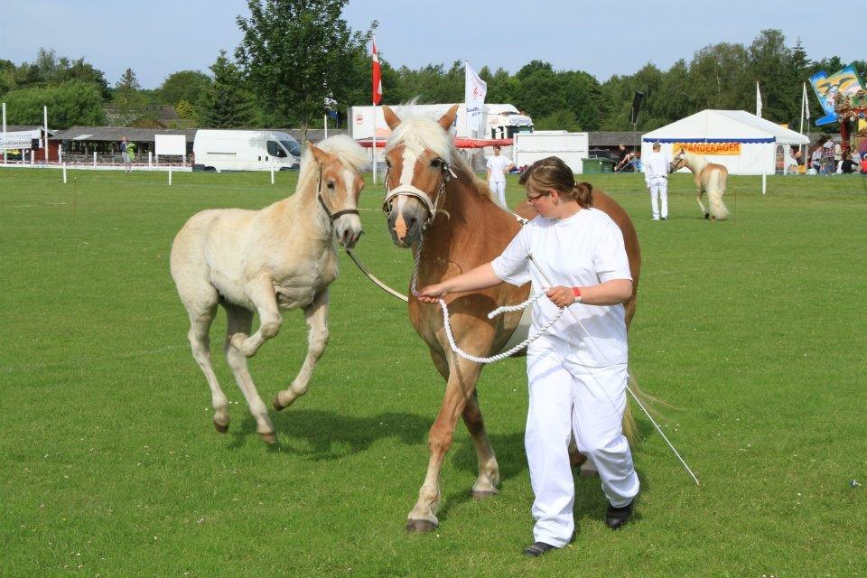 Haflinger Appell Lindegaard solgt - Appell i fuld hopla det var han hele weekenden:-) billede 16