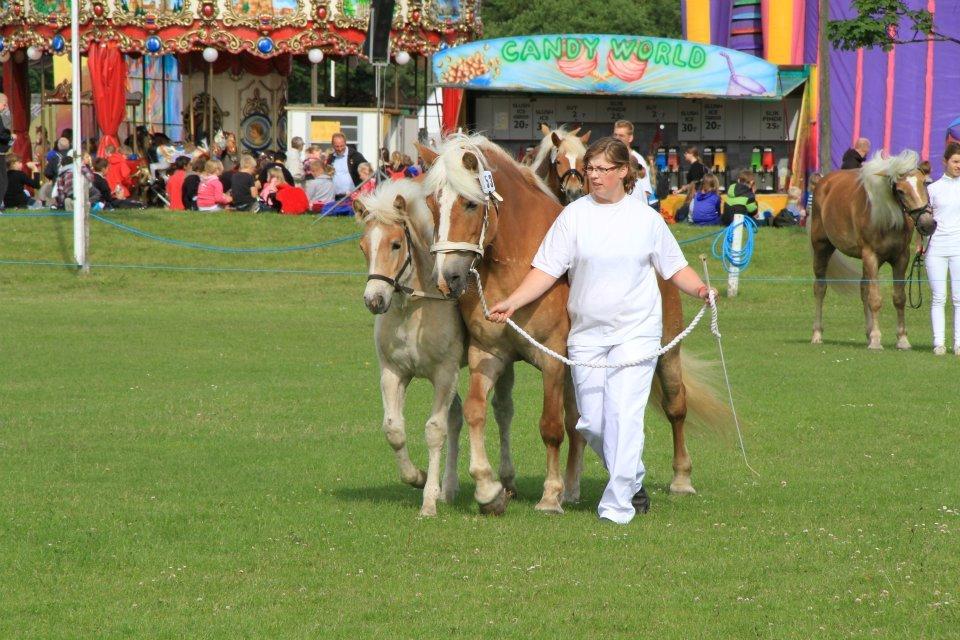 Haflinger Appell Lindegaard solgt billede 17