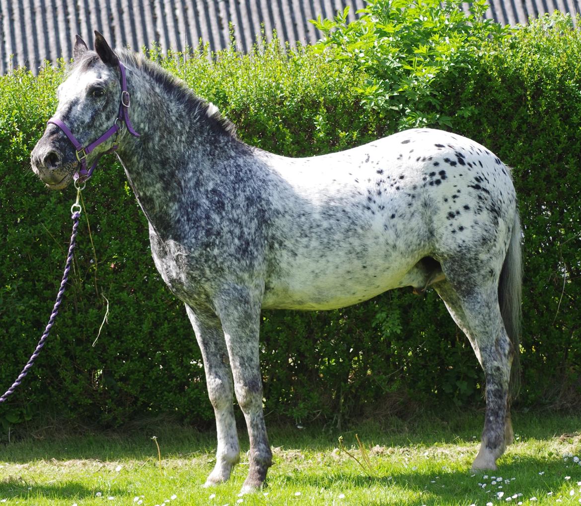 Appaloosa Benno - opstilling, maj 2012 billede 5