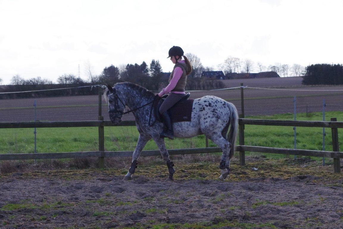 Appaloosa Benno - dressurtræning, april 2012 billede 10