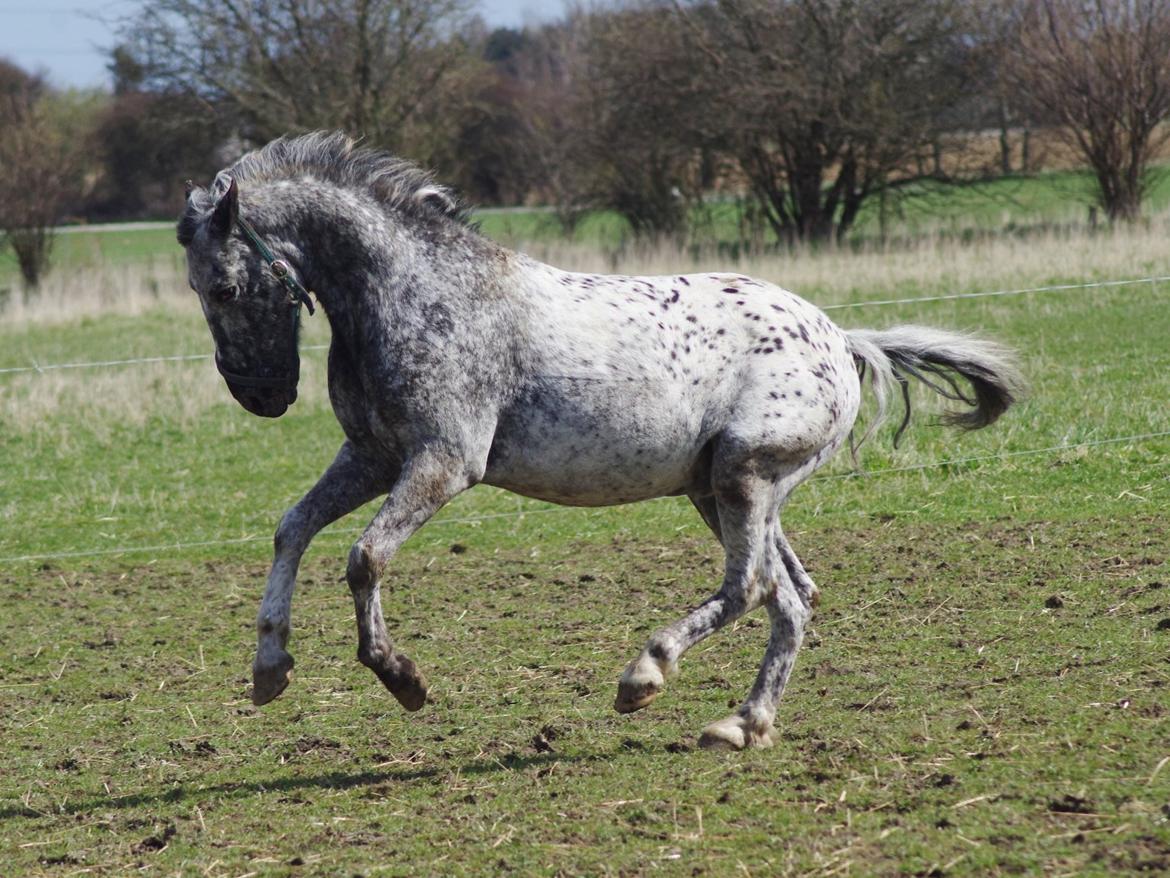 Appaloosa Benno - april 2012 billede 4