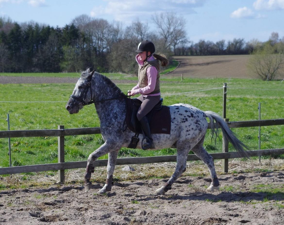 Appaloosa Benno - dressurtræning, april 2012 billede 12