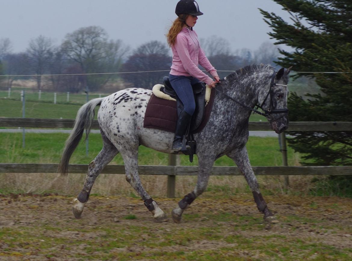Appaloosa Benno - opvarmning, juni 2012 billede 13