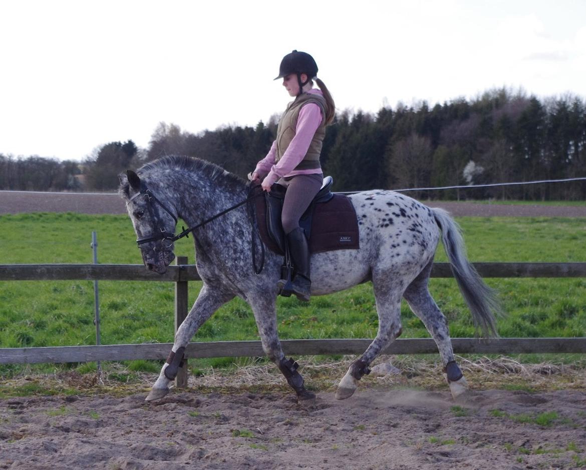 Appaloosa Benno - dressurtræning, april 2012 billede 15