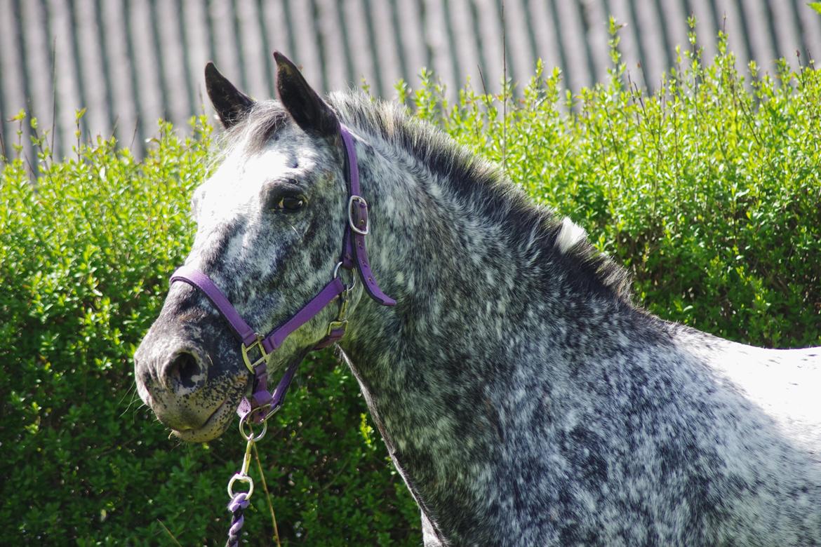 Appaloosa Benno - maj 2012 billede 16