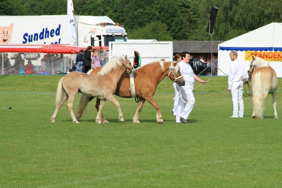 Haflinger Alf Lindegaard solgt - odense dyreskue 2012 billede 14