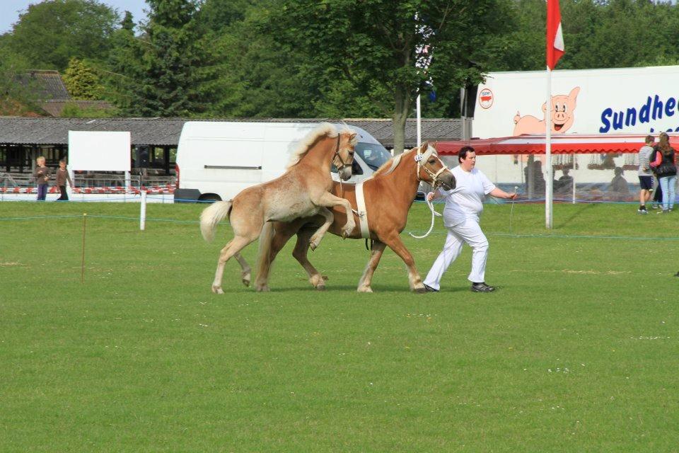 Haflinger Alf Lindegaard solgt - Alf i fuld hopla billede 15