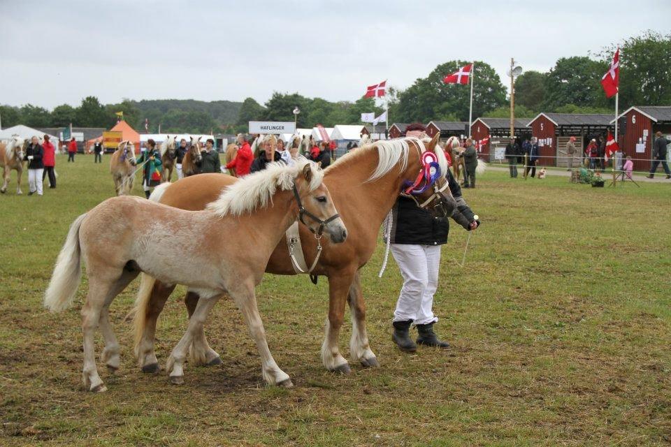 Haflinger Alf Lindegaard solgt - her hvor de fik 23+ærespræmie billede 16