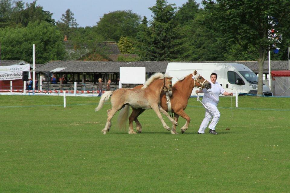 Haflinger Alf Lindegaard solgt - så mor så løber vi jeg har fat i snoren:-) billede 17