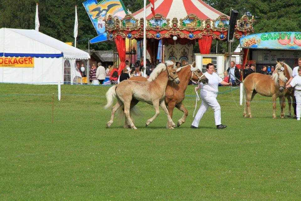 Haflinger Alf Lindegaard solgt - uhaa hvor man kan flotte sig:-) billede 18