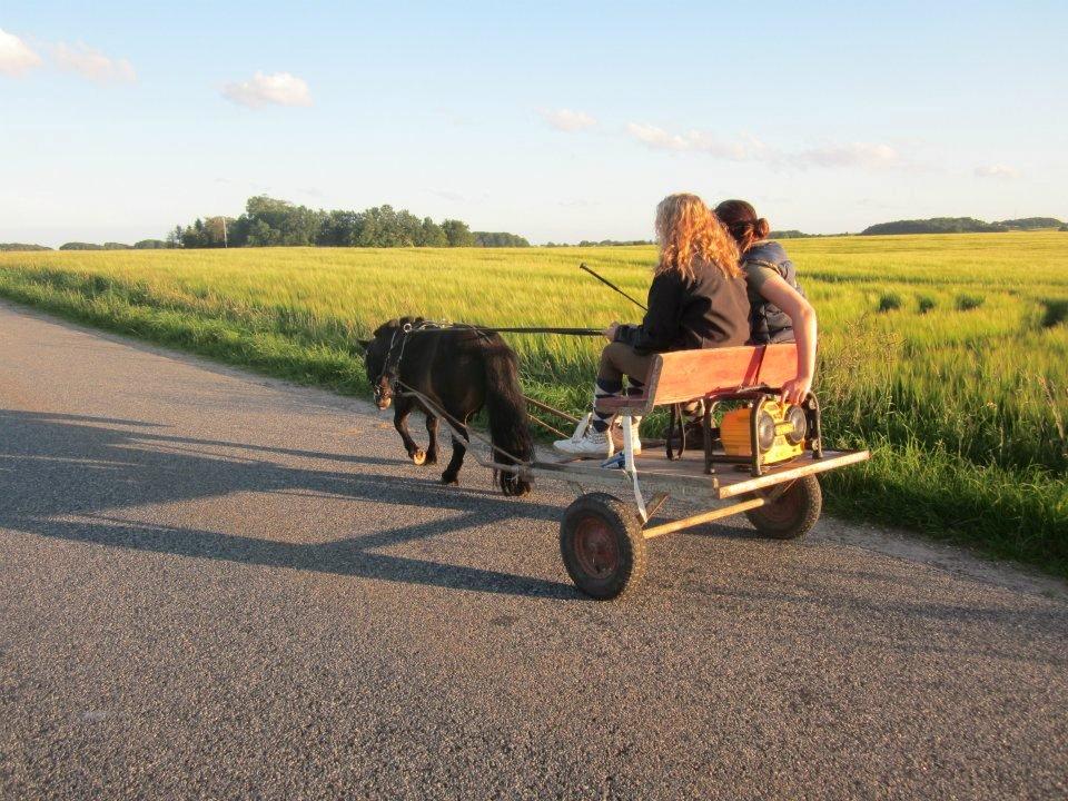 Shetlænder Robin billede 2