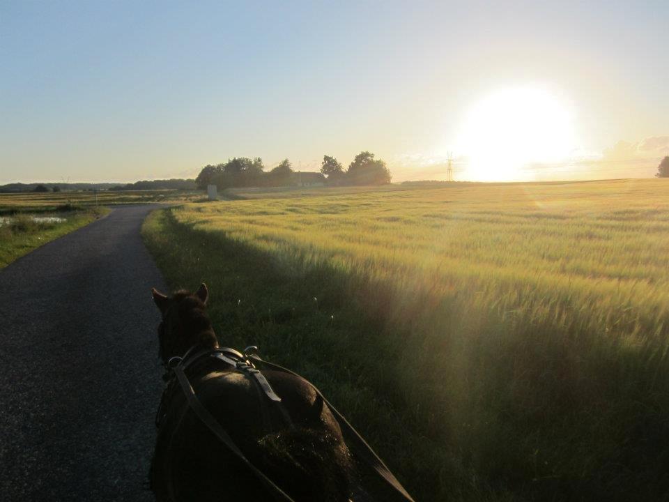 Shetlænder Robin - " Selv den mindste fejl kan gøre stort " billede 1