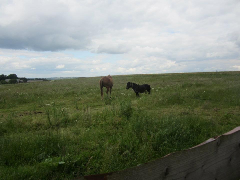 Shetlænder Robin - Leurhoeve's Justin ( Findes også her på hg ) og lille Robin. billede 13
