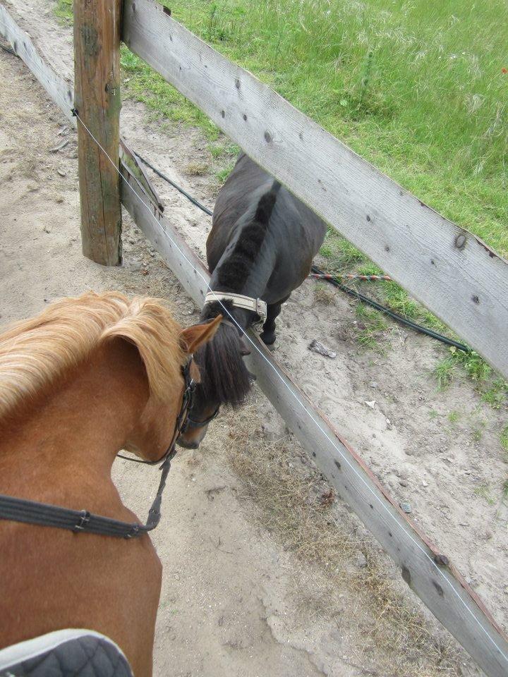 Shetlænder Robin - Peptalk :D<3 billede 6