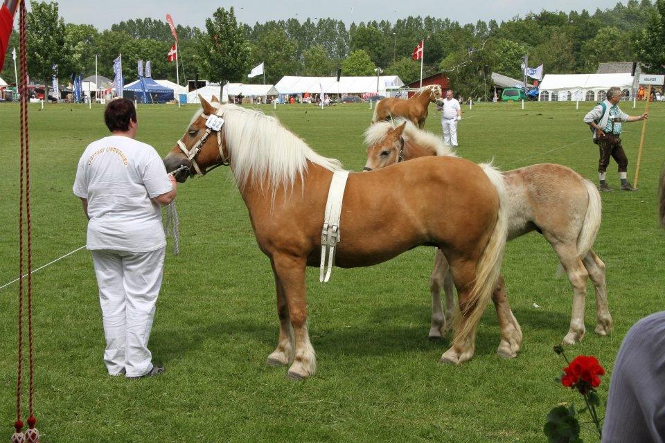 Haflinger Freja solgt - er jeg ikke flot af en 18års at være?? billede 16