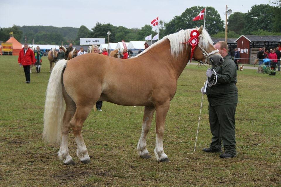 Haflinger Anders Lindegaard HINGST R.I.P - det fynske dyreskue 2012 24point+ ærespræmie billede 13